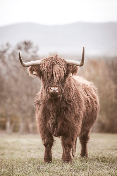Highland Cow Print, Farm Animal Wall Art