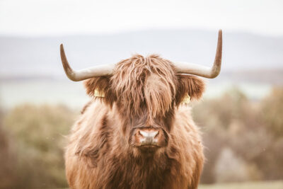 Highland cow print