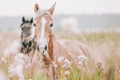 Farmhouse Horse Decor, Horse Photography, Horses Running in Field, Farmhouse Printable Art, Digital Download, Large Horse Poster
