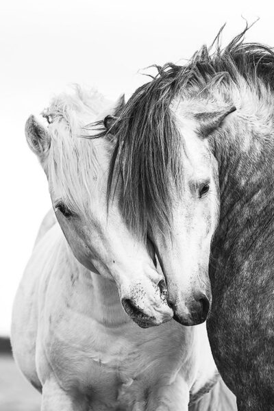 Horse Print Two Horse Wall Art B&W