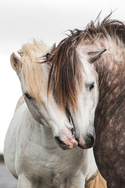 Horse Print Two Horse Wall Art