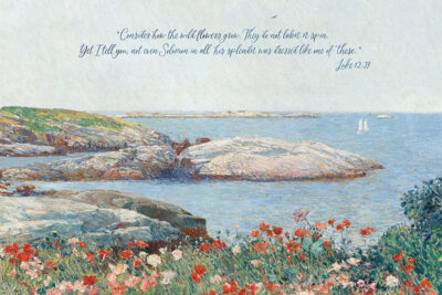 Consider how the wildflowers grow - Luke 12 27