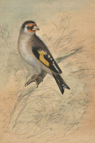 Bird Sketch Neutral Tones