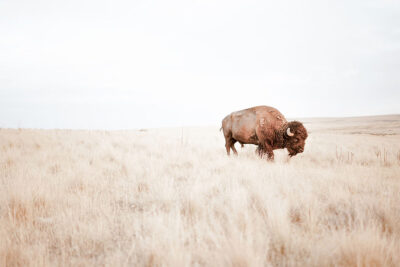 Solitary Plains Bison Buffalo Photography
