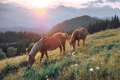 Wild Horse Photography, Farmhouse Home Decor, Horses on Mountain