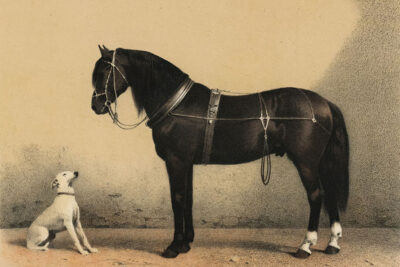 Horse and Dog