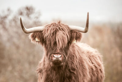 Highland Cow Print, Farm Animal Wall Art