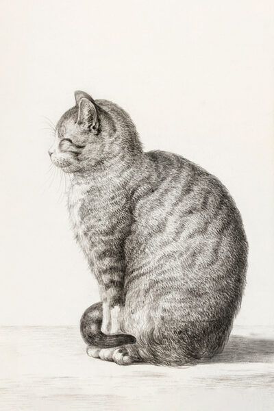 Sitting Cat Vintage Art Pencil Scetch
