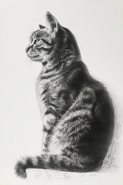 Pencil Cat Portrait