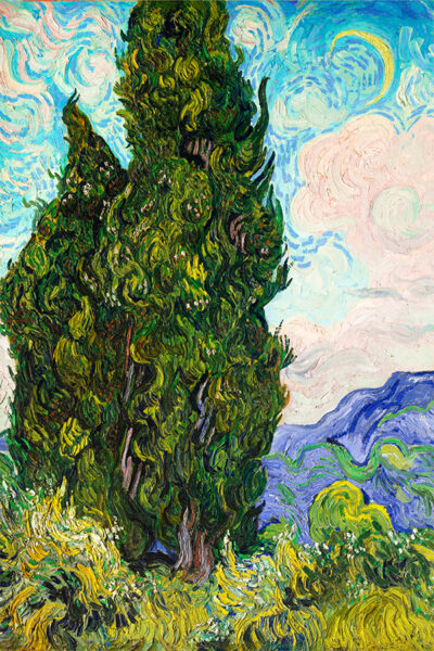 Cypresses