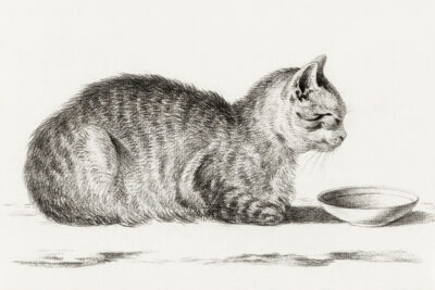 Lying cat