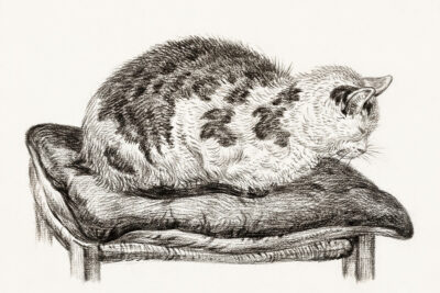 Lying cat on a pillow