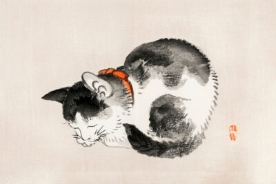 Sleeping Cat