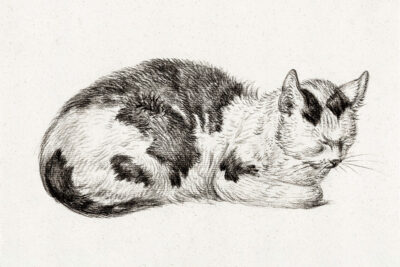 Sleeping Cat