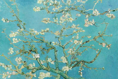 Almond Blossom