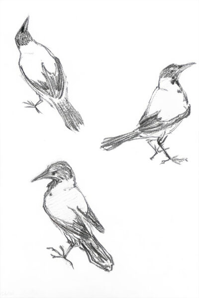 Bird Sketch