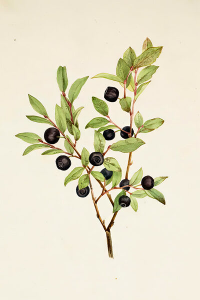 Antique Berry