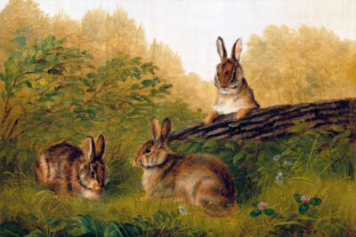 Rabbits