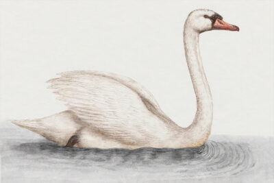 Noble White Swan